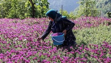 آغاز برداشت گل گاو زبان از مزارع بهشهر
