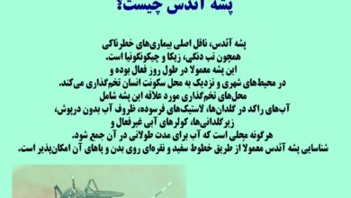 پشه آئدس و تب دنگی در گیلان