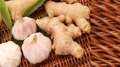 از تقویت مو تا کاهش التهاب؛ گیاهی همه‌کاره برای زندگی سالم