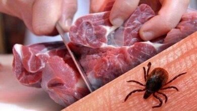 افزایش تب کنگو در افغانستان