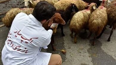 نظارت ۱۱۳ گروه بهداشتی و شرعی بر ذبح دام در عید قربان فارس