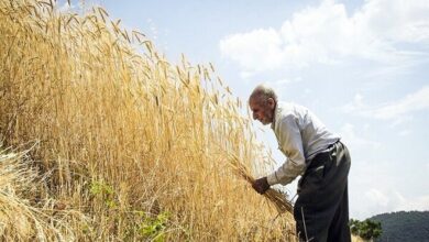 خرید بیش از ۱۸ هزار محموله گندم از ۶۵۰۰ کشاورز زنجانی