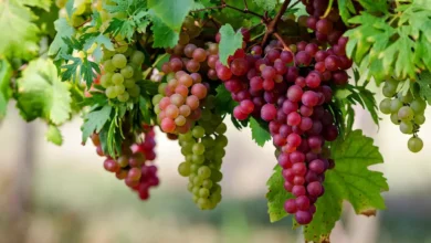 میوه بهشتی برای سلامت قلب و مغز